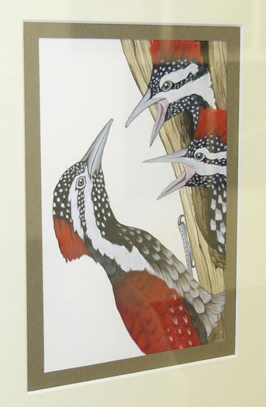 blank2.jpg - Susanne Blank - Aquarell "Buntspecht"